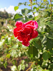 red rose in garden