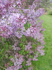 Fototapeta premium pink lilac blossom