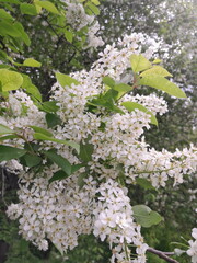 Lilac blossom in spring