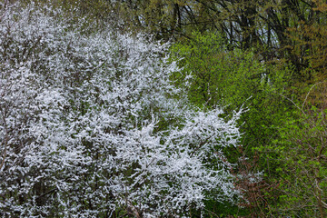 Abundant blooming of blackthorn with white flowers in a forest in spring. Contrast between the...