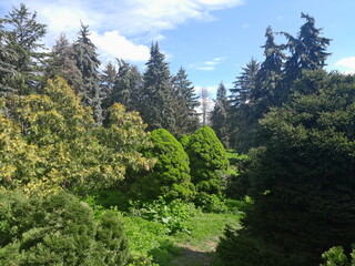 pine forest 