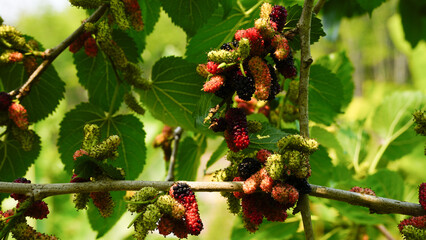 The ripe mulberry is on the fruit tree