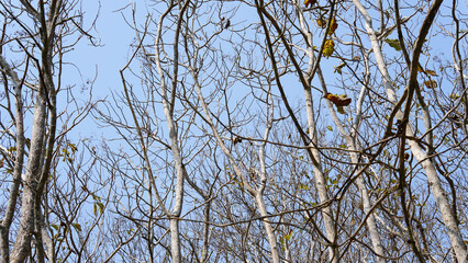 Dry teak trees in autumn on the forest with blue bright sky ,summer time. Focus on tree. Noisy. Exposure. Similar others
