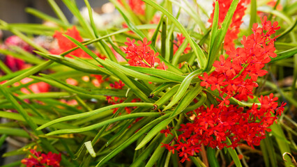 Vanda miniatum orchids or ascocentrum miniatum orchids plants.