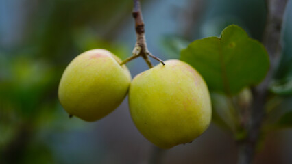 Anna apple from Thailand which has sour taste but still delicious to be eaten.