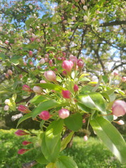 Pink blossom on tree