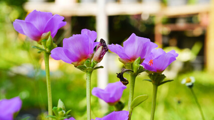 Krokot Mawar or Purslane is a succulent flowering plant native to Argentina, Brazil, Uruguay and often cultivated in garden. It has many common names like Moss rose, ten o'clock and wingpod purslane.
