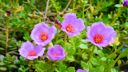 Krokot Mawar or Purslane is a succulent flowering plant native to Argentina, Brazil, Uruguay and...
