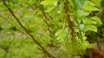Mulberry tree. Green long fruits mulberries on the branch.