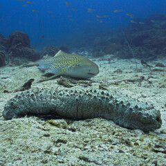 Underwater photo of Leopard shark or zebra shark and sea cucumber at coral reef. From a scuba dive in the Andaman sea in Thailand.