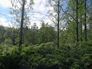 Obraz premium pine forest in the morning