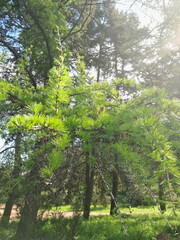 green forest in the morning