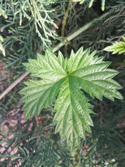 close up of green leaf