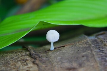 Tiny white mushroom growing on decaying wood under lush green leaf in tropical forest, symbolizing life cycle, biodiversity, and delicate forest ecosystems.

