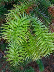 green pine needles