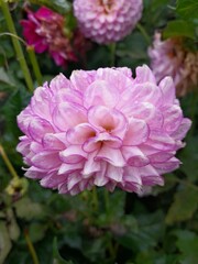 Obraz premium pink dahlia flower
