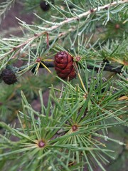 Fototapeta premium pine cones and needles