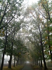 Autumn park in fog