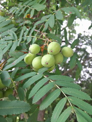 green apples on a tree