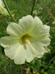 Yellow wildflower on green field background