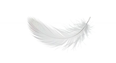 Obraz premium Soft white feather isolated against white background