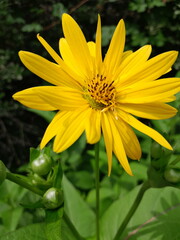 yellow daisy flower