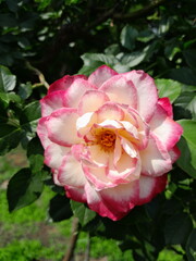 pink rose in garden