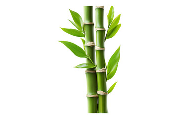 Fototapeta premium Green bamboo stalks and leaves isolated on transparent background 