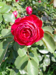 red rose in garden