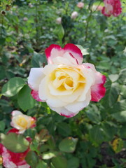 rose in garden