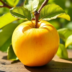yellow apple on a tree