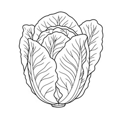 line art illustration of a Lettuce