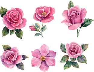 Naklejka premium set of pink roses vector