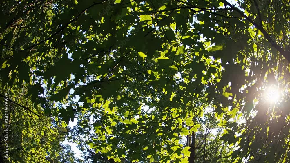 Poster fisheye lens captures a canopy of green leaves with sunlight filtering through, creating a dynamic, 