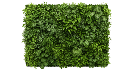 Lush green vertical garden wall filled with diverse tropical foliage and leafy plant species