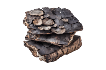 Close up of large turkey tail mushrooms growing on burnt wood isolated on transparent background