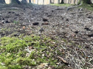 moss on the ground