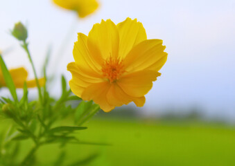 Close-up of a vibrant yellow Cosmos sulphureus flower blooming in a green field with soft sky background. Perfect for themes of summer, freshness, botany, and natural beauty.

