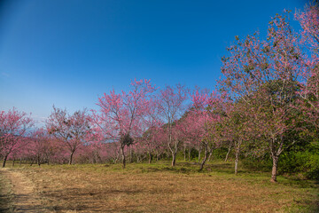 A serene forest landscape with a solitary tree reaching towards the sky, ..surrounded by the beauty of nature in winter,..featuring snow-covered branches and a peaceful ambiance