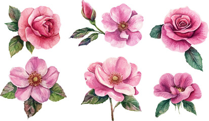 set of watercolor flowers