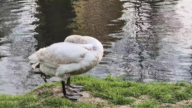 ild white swan stands on the river bank and preens its feathers. Wildlife.