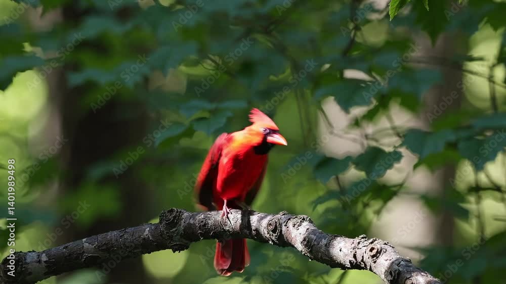 Poster a vibrant red cardinal perched on a branch, captured in a side profile with a shallow depth of field