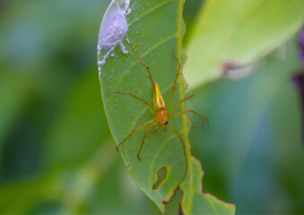 Close-up of a yellow lynx spider (Oxyopes sp.) on a green leaf with visible silk nest, captured in tropical forest habitat during daytime.

