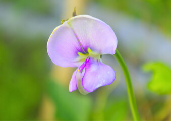 Close-up of a purple yardlong bean flower (Vigna unguiculata) in natural sunlight, showing delicate petal texture and vibrant color in a garden environment.

