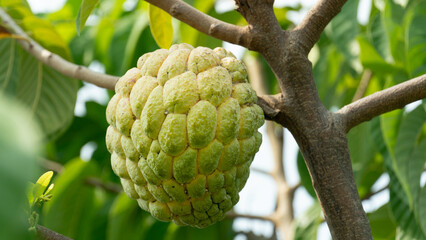 Big custard apples hanging from the trees. surface of the fruit has a few aphids along the grooves.