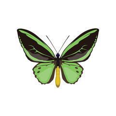 Vector illustration of butterfy in cartoon flat style. Perfect for educational and scientific projects, entomology, and biology content. Exotic insect animal