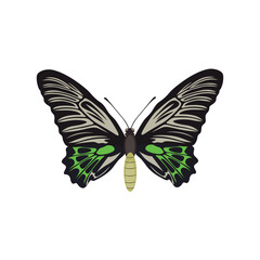 Vector illustration of butterfy in cartoon flat style. Perfect for educational and scientific projects, entomology, and biology content. Exotic insect animal