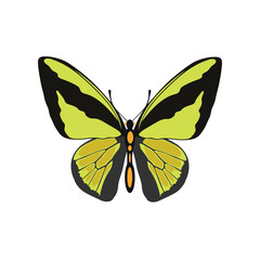 Vector illustration of butterfy in cartoon flat style. Perfect for educational and scientific projects, entomology, and biology content. Exotic insect animal