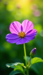 Close-up of vibrant violet flower bathed in sunlight against lush green nature backdrop, background, sunlight, green