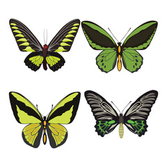 Icon set butterflies vector illustration in cartoon minimalist design. Perfect for educational and scientific projects, entomology, and biology content. Exotic insect animal